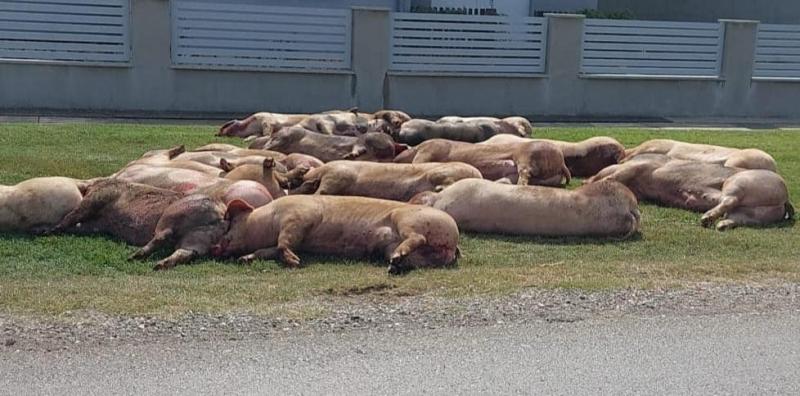 PRIOPĆENJE ZA JAVNOST U SVEZI NOVE POJAVE AFRIČKE SVINJSKE KUGE